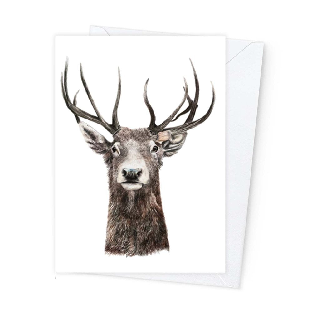 Páipéar Cards - Iconic Animals Box Set of 12